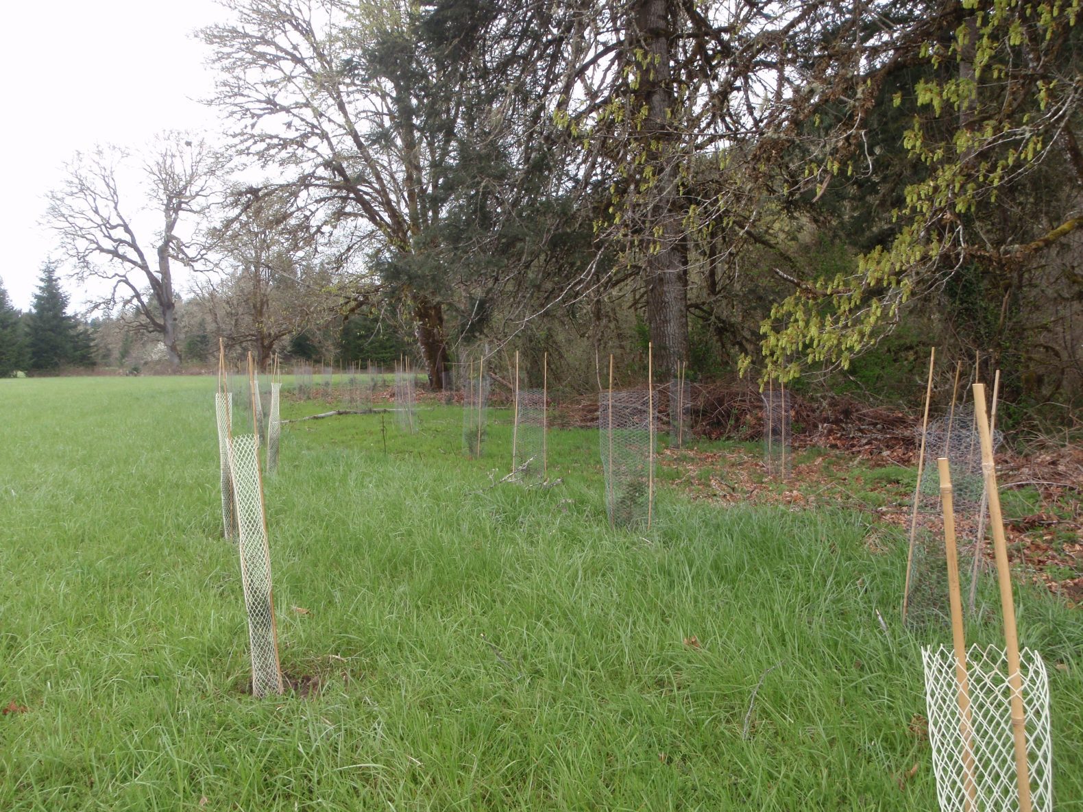 Newly planted riparian trees surrounded by cages.